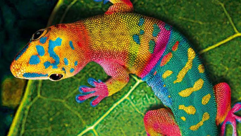 Gecko Bond Top