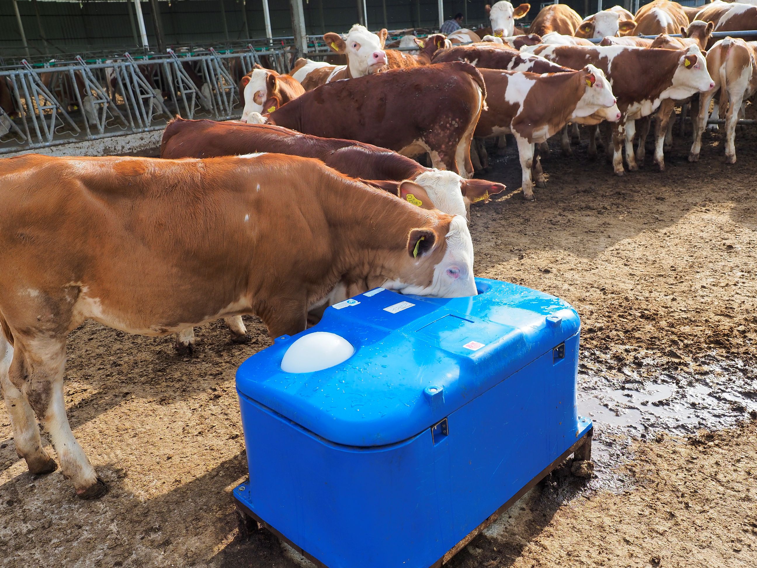 Donmaz Suluk (110 LT)