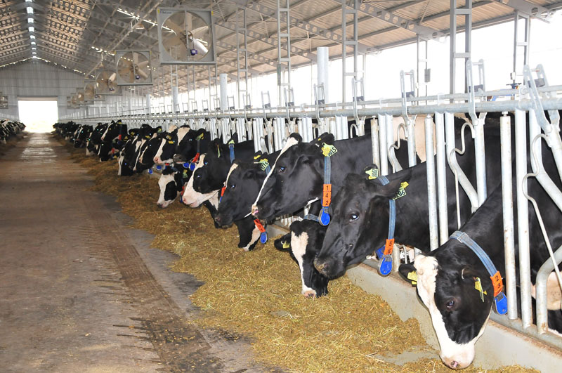 ŞAKŞAK (HAYVAN YEMLEME KİLİDİ)