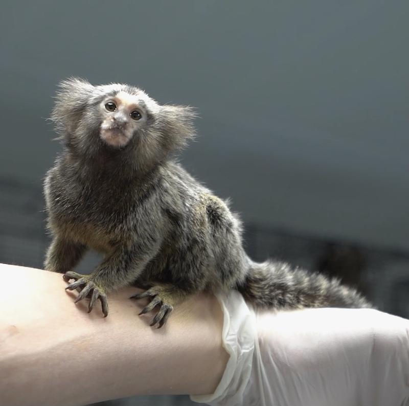 Laboratuvar hayvanları üzerinde klinik öncesi araştırma hizmetleri