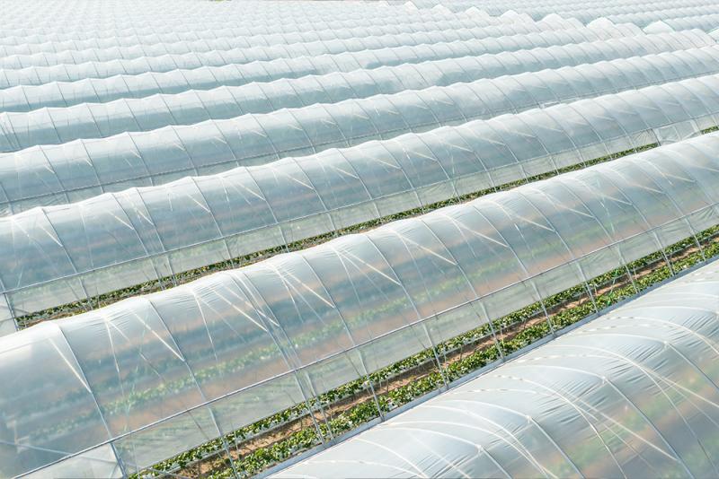 Agriculture Group
